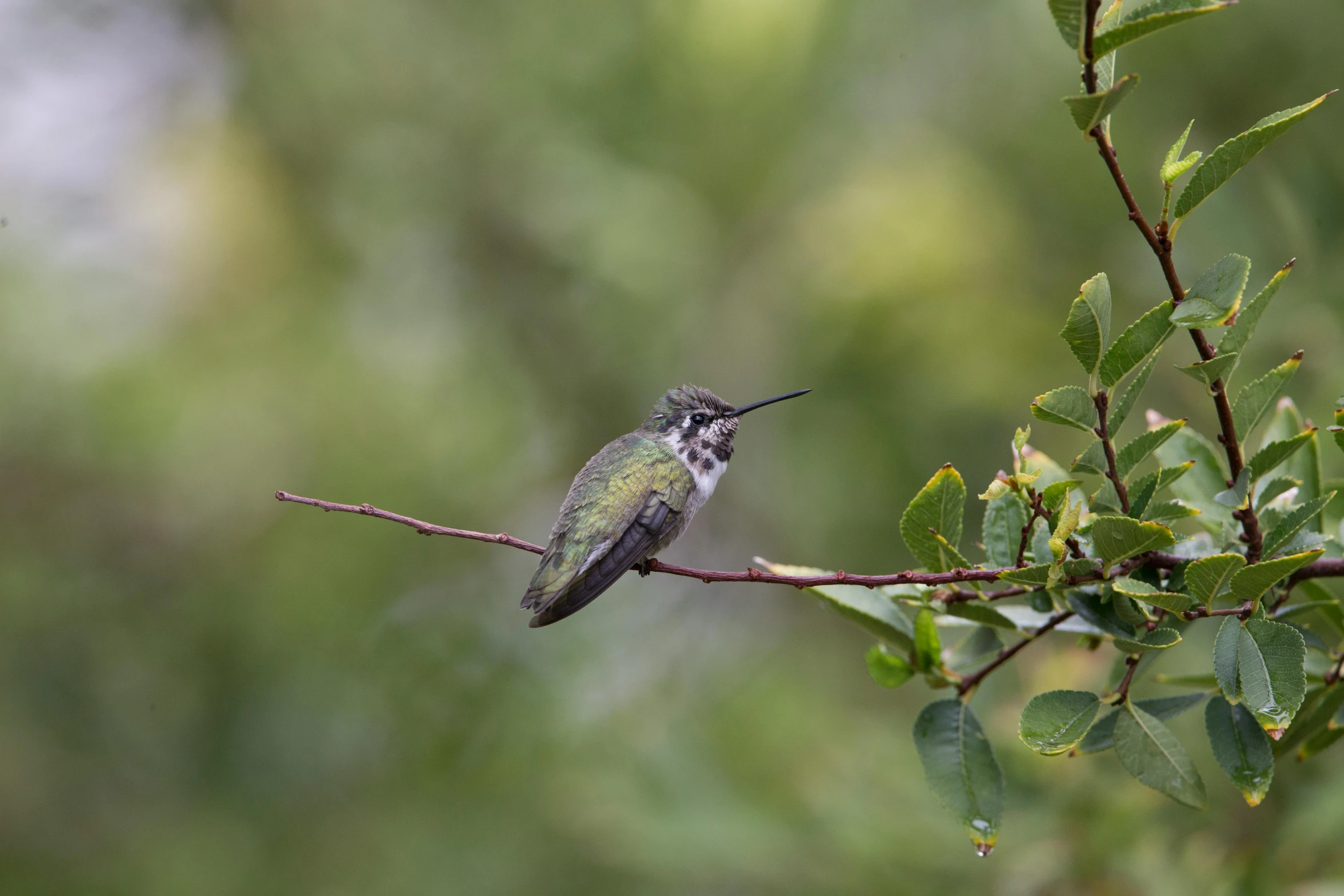 a small humming bird perched on a tree nch