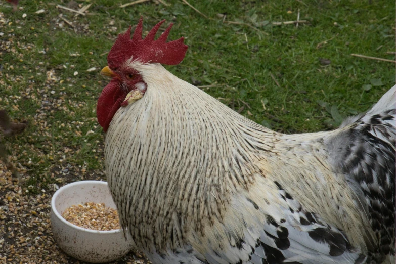 the chickens are eating out of their bowls