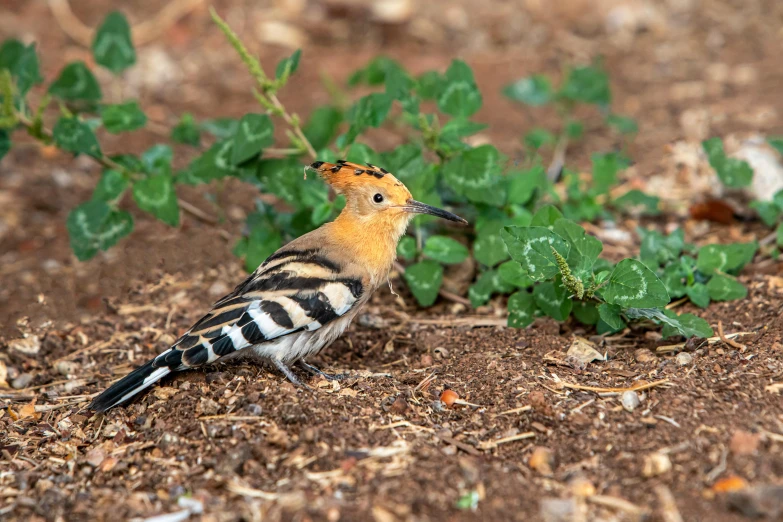 a striped bird standing on dirt and a green plant behind it
