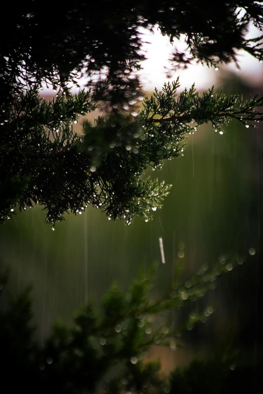 water droplets falling down from the tops of pine trees