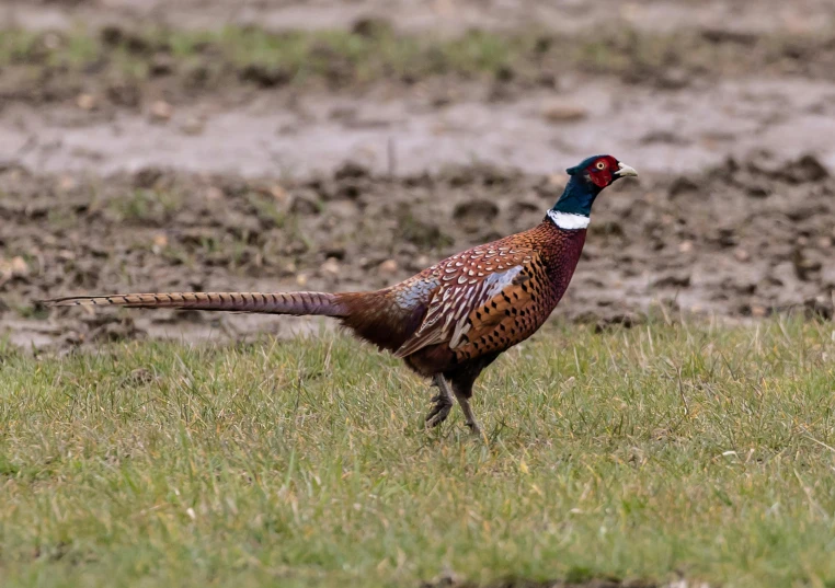 there is a bird standing on the grass