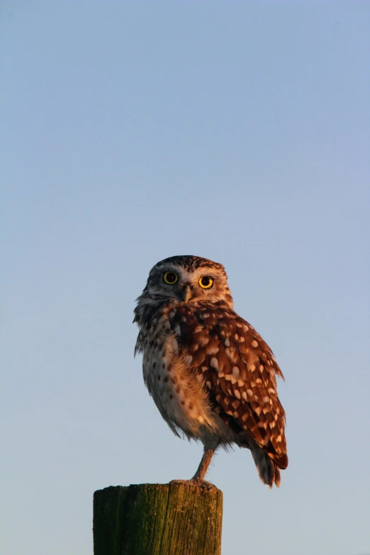 an owl is sitting on a post with his eyes open