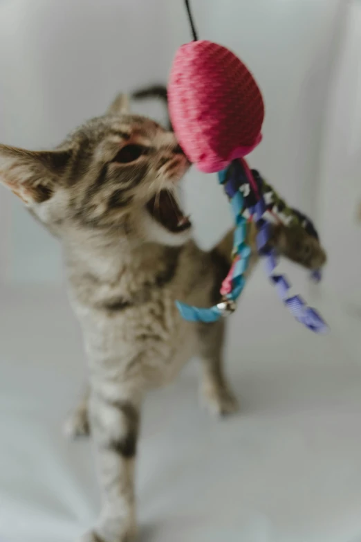cat playing with a knitted string toy in a room