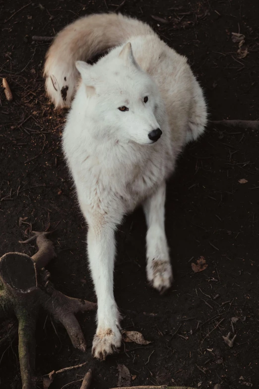 a couple of white dogs standing on top of each other