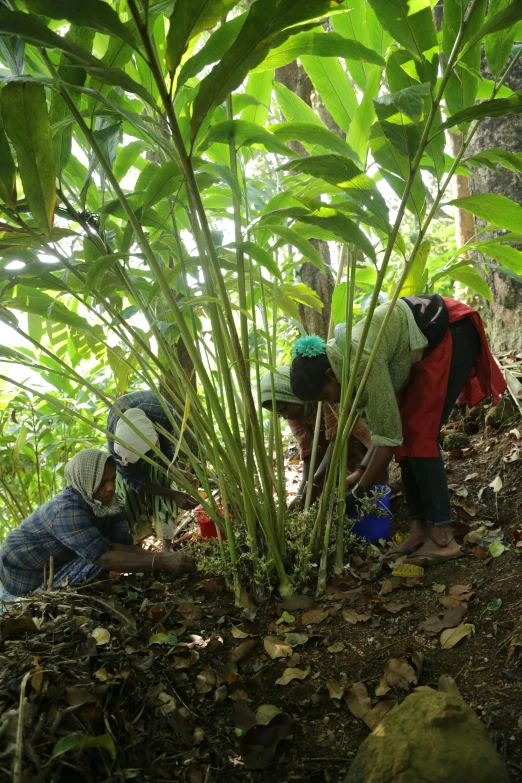 three people in the jungle working together