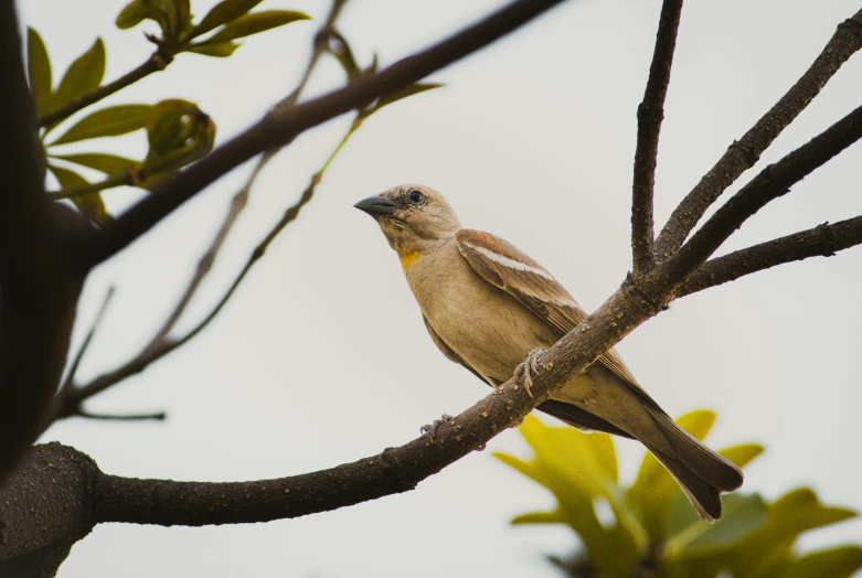 the bird is sitting on the tree limb