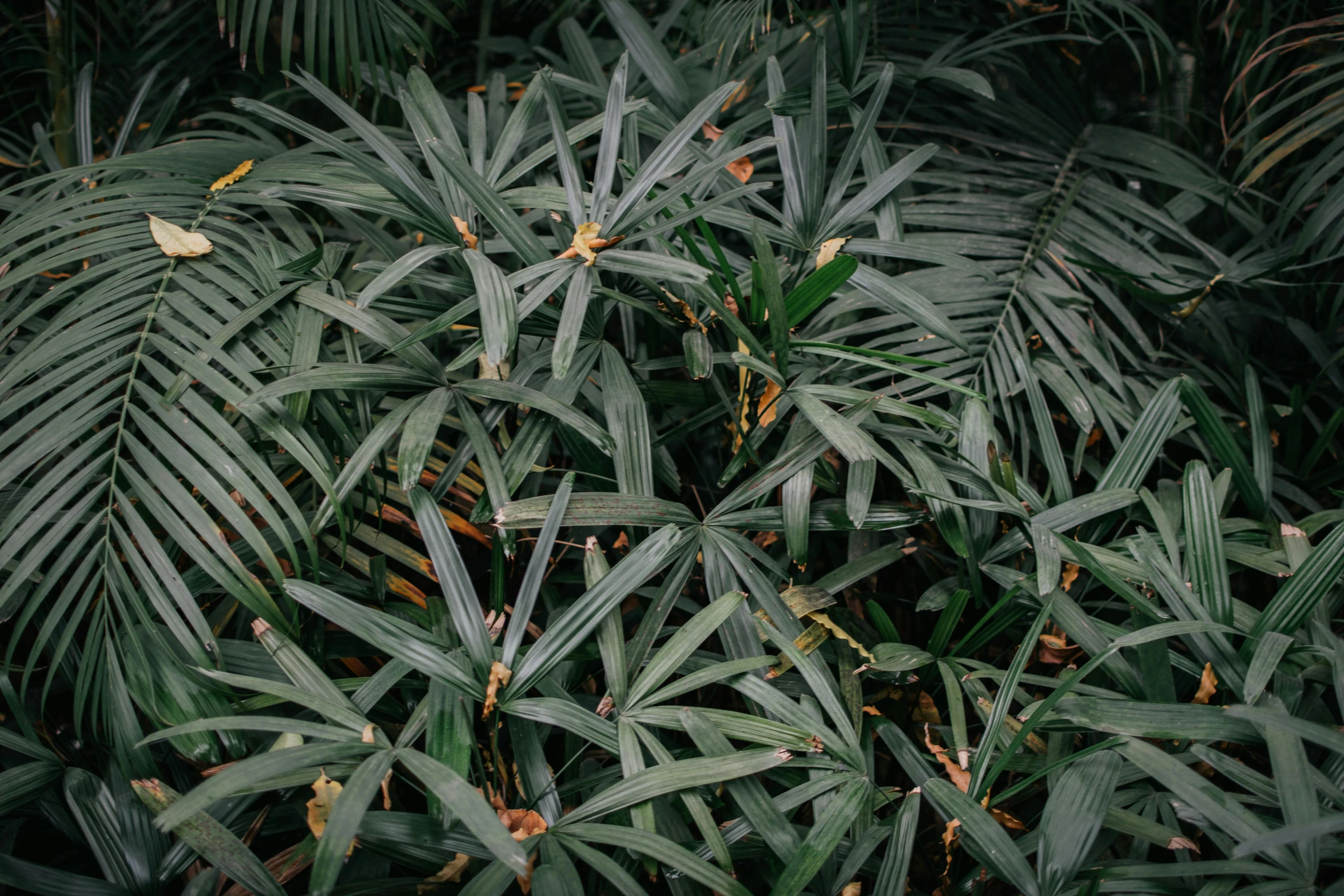 a bunch of leafy plants in the forest