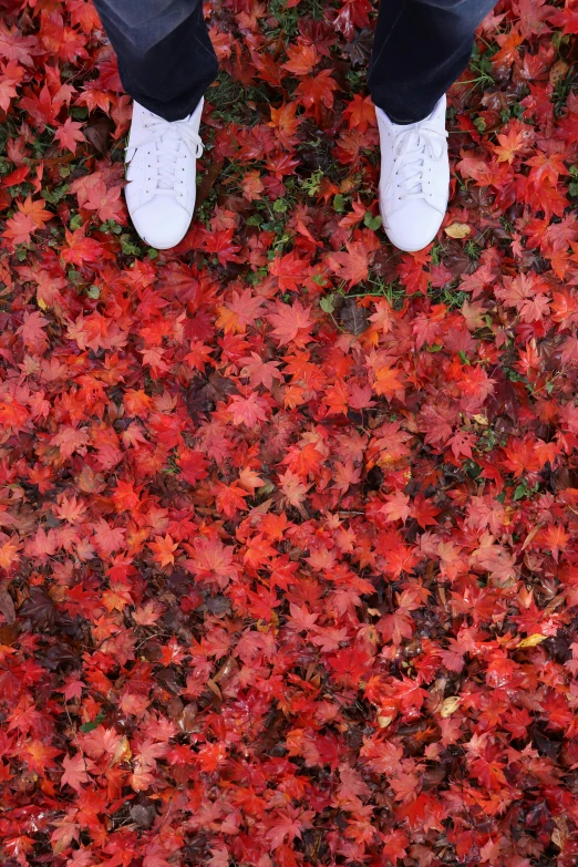 legs in white tennis shoes and jeans standing in leaves on the ground