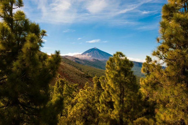 the view from atop of the tree and mountain