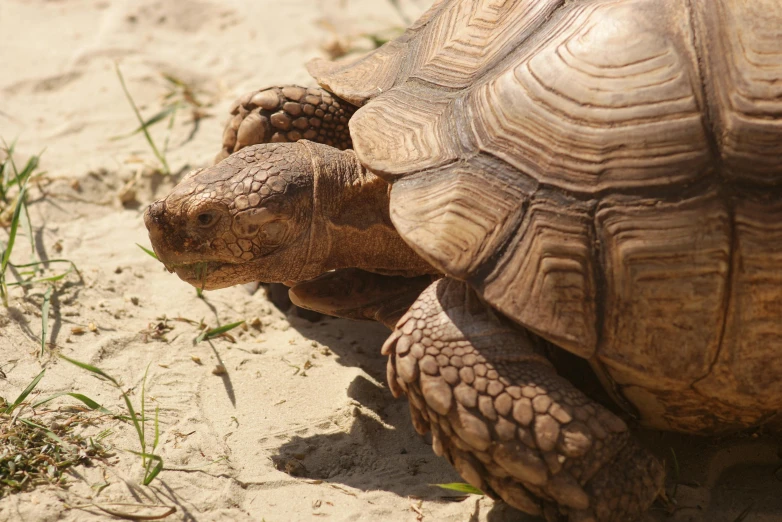 two tortoise walk around on a sand beach