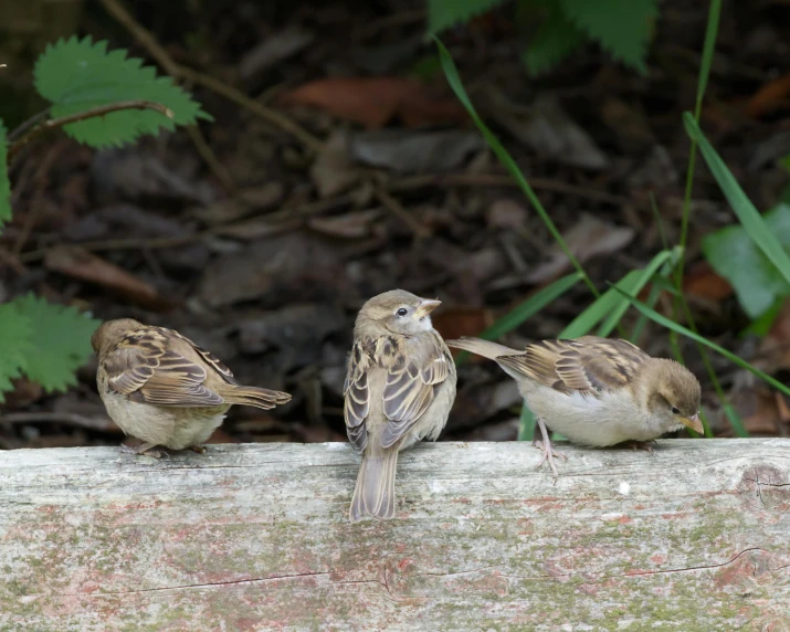 three brown birds stand side by side on a log