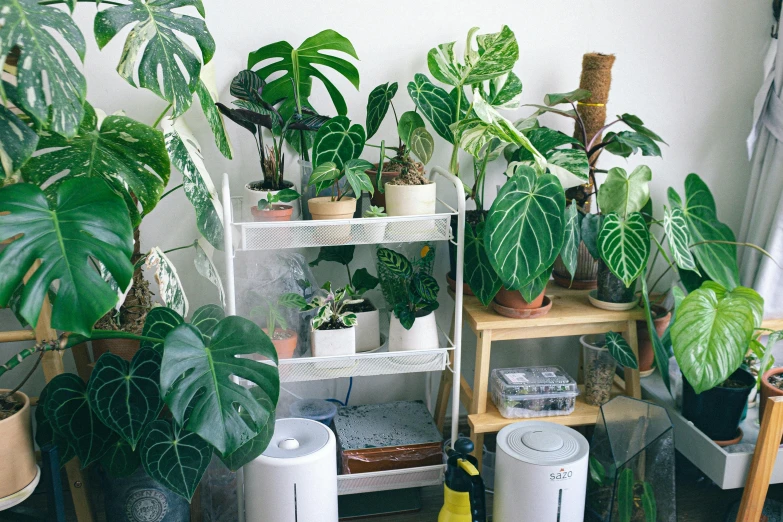 some plants are arranged on a shelf by the window
