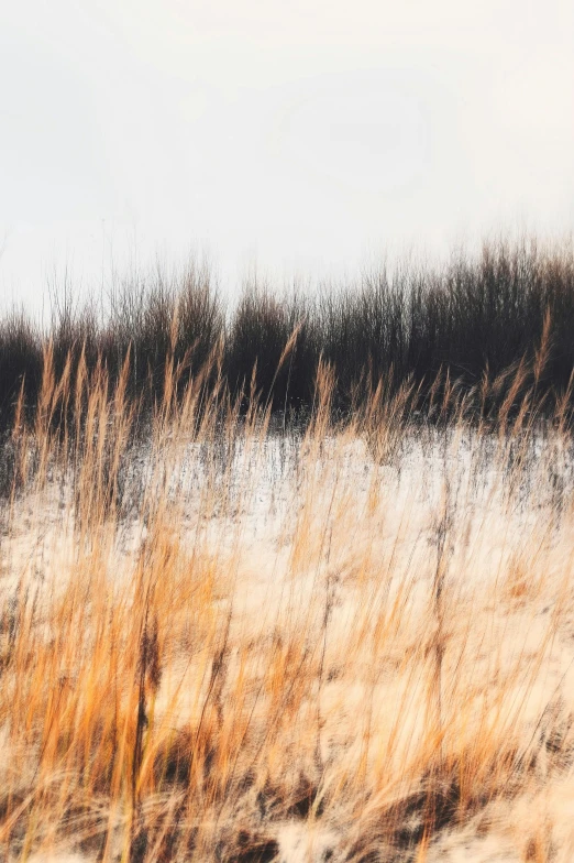 some brown grass and brush on a hazy day