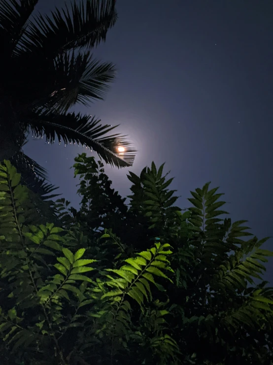 the full moon shining through some green plants