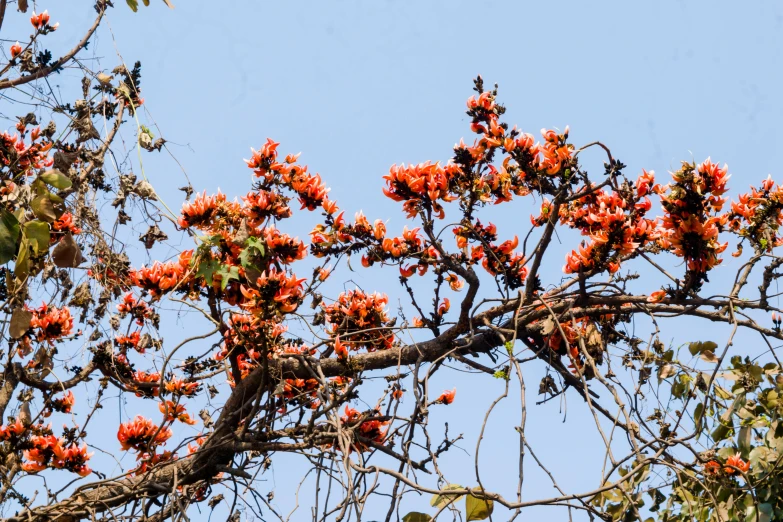 an orange flowering tree with no leaves