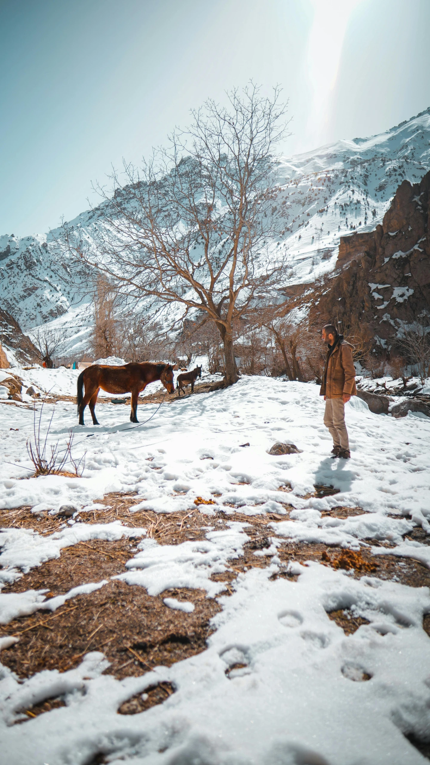 a man stands with his horses in the snow