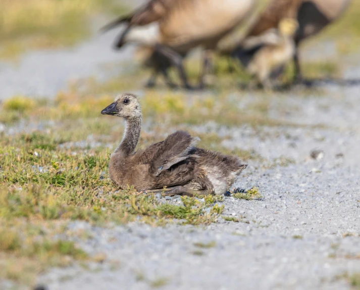 an image of a pair of geese on the ground