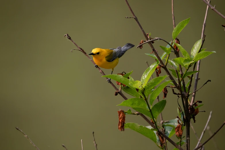 a small yellow bird is sitting on a nch