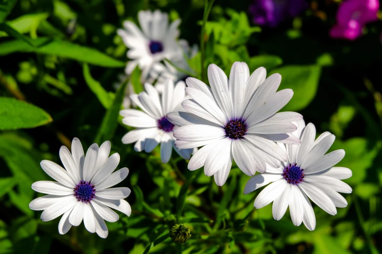 several white daisies with purple centers growing in the sun