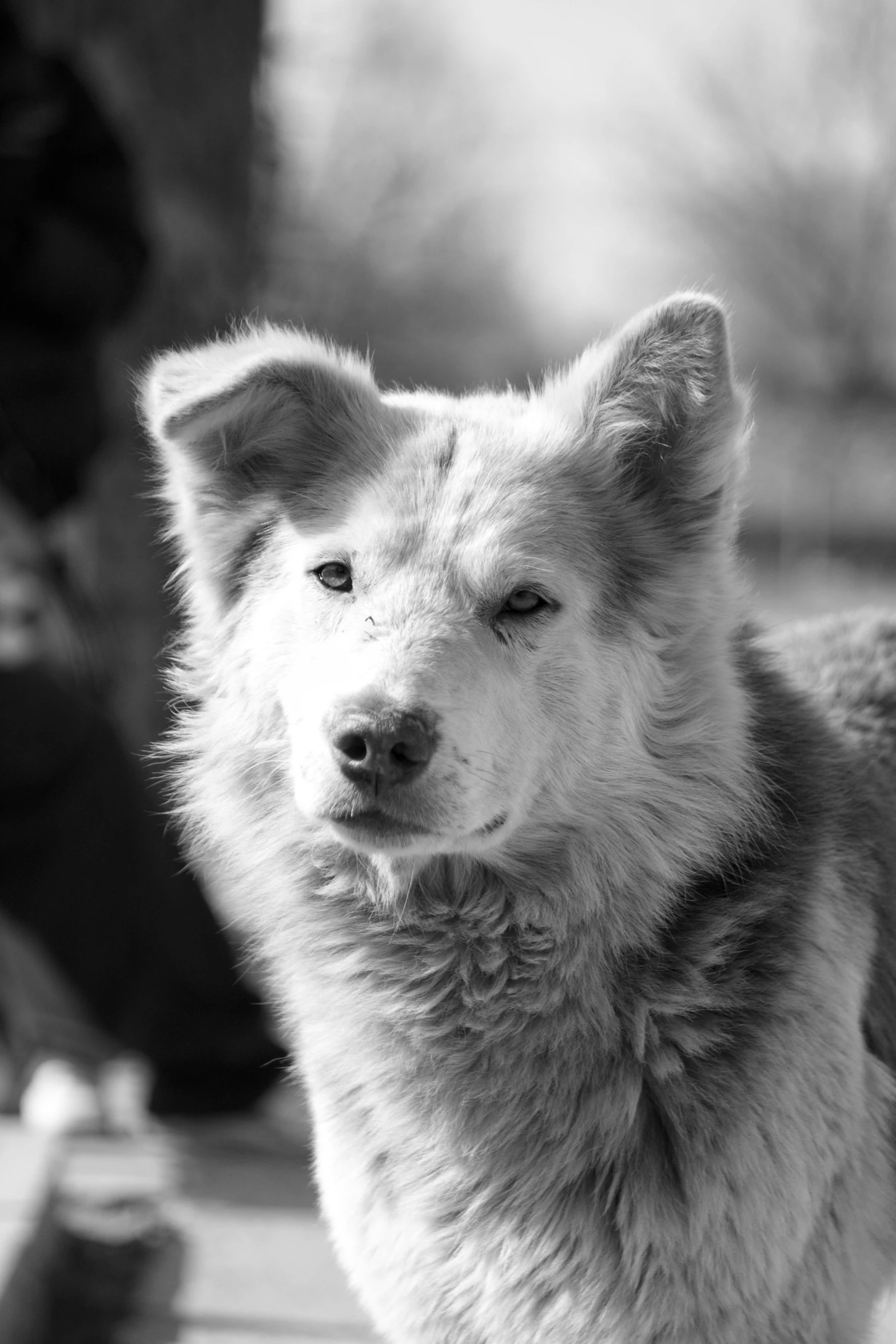 an adorable dog is looking into the camera