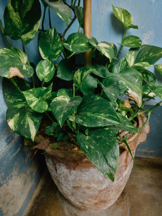 a large potted plant in a room filled with blue walls