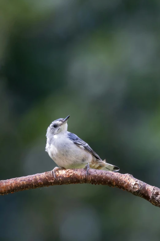 a bird is sitting on top of a nch