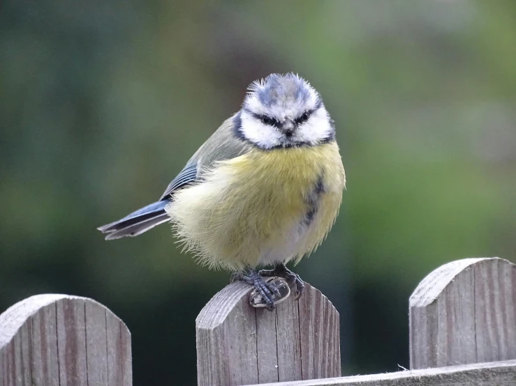 a small bird perched on a wood fence