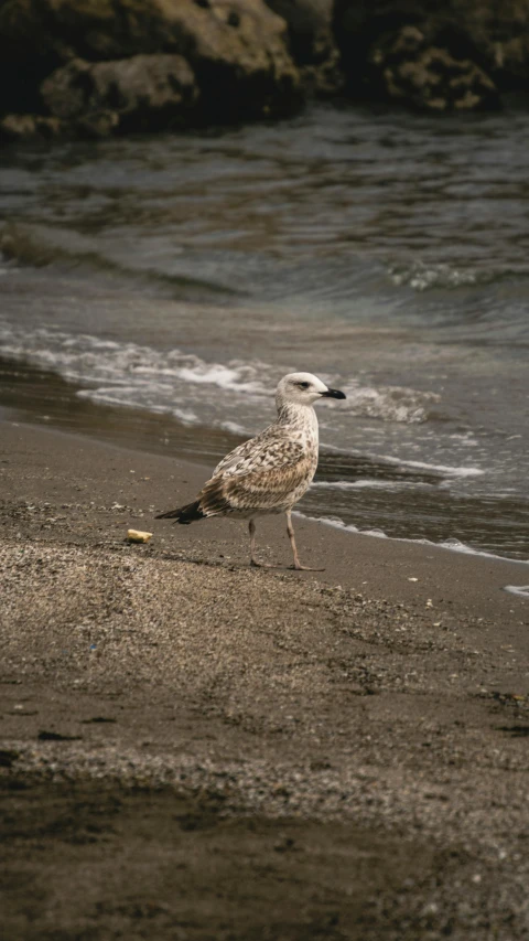 there is a bird standing on the sand by the ocean