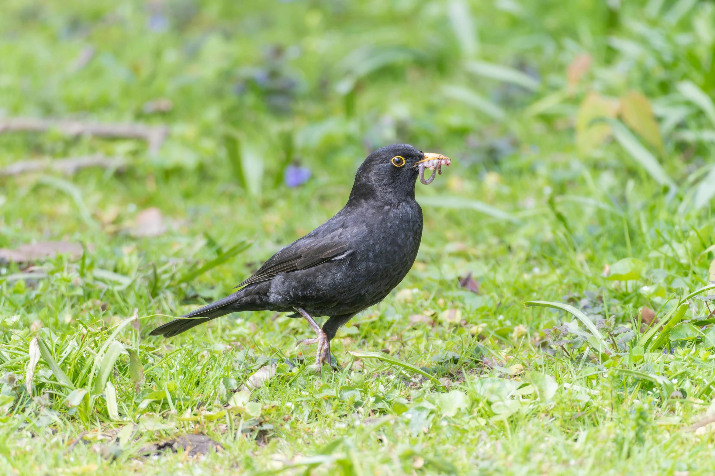 the small bird has a worm in it's beak