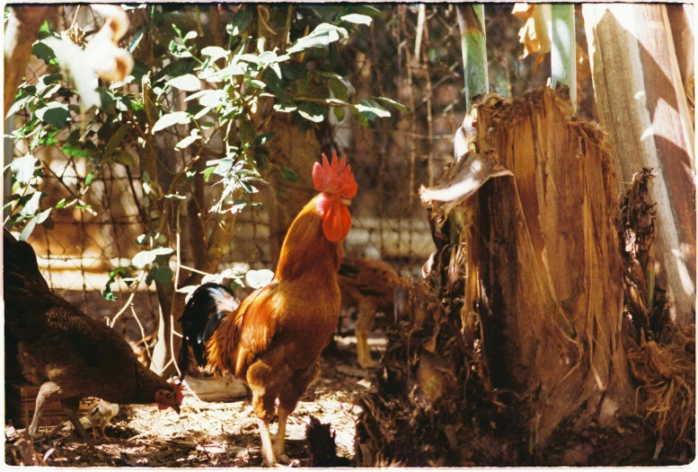 a brown chicken and other hens walk around