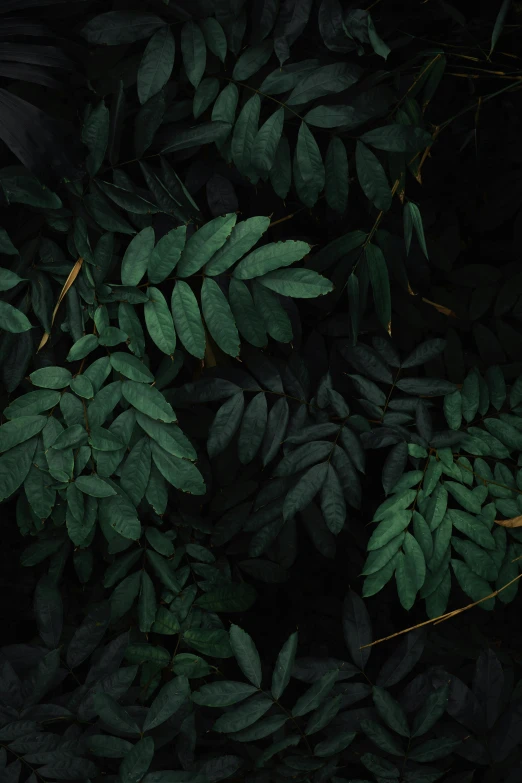 the leaves of a plant against a dark background