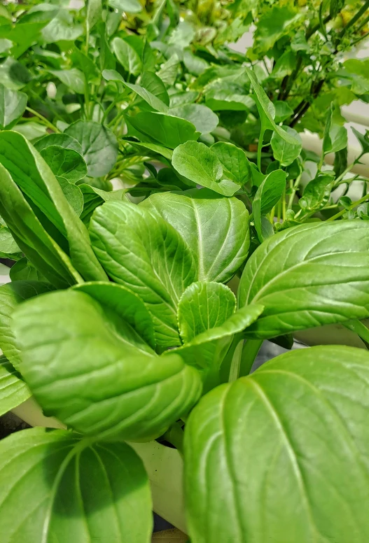 a group of green leaves that are on a table