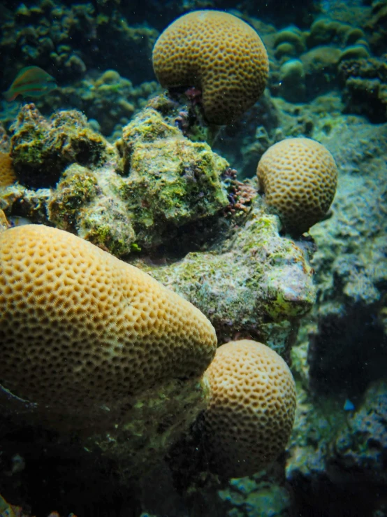 several sea urchins and other small sponges on a reef