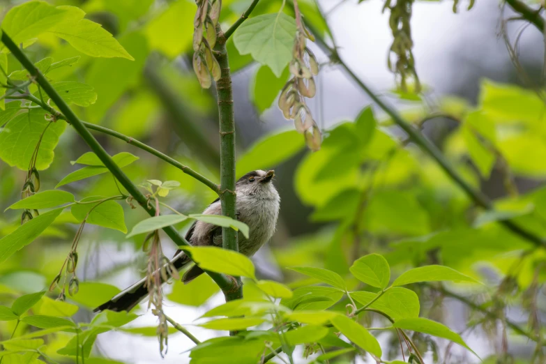 a small bird sits among leaves and greenery