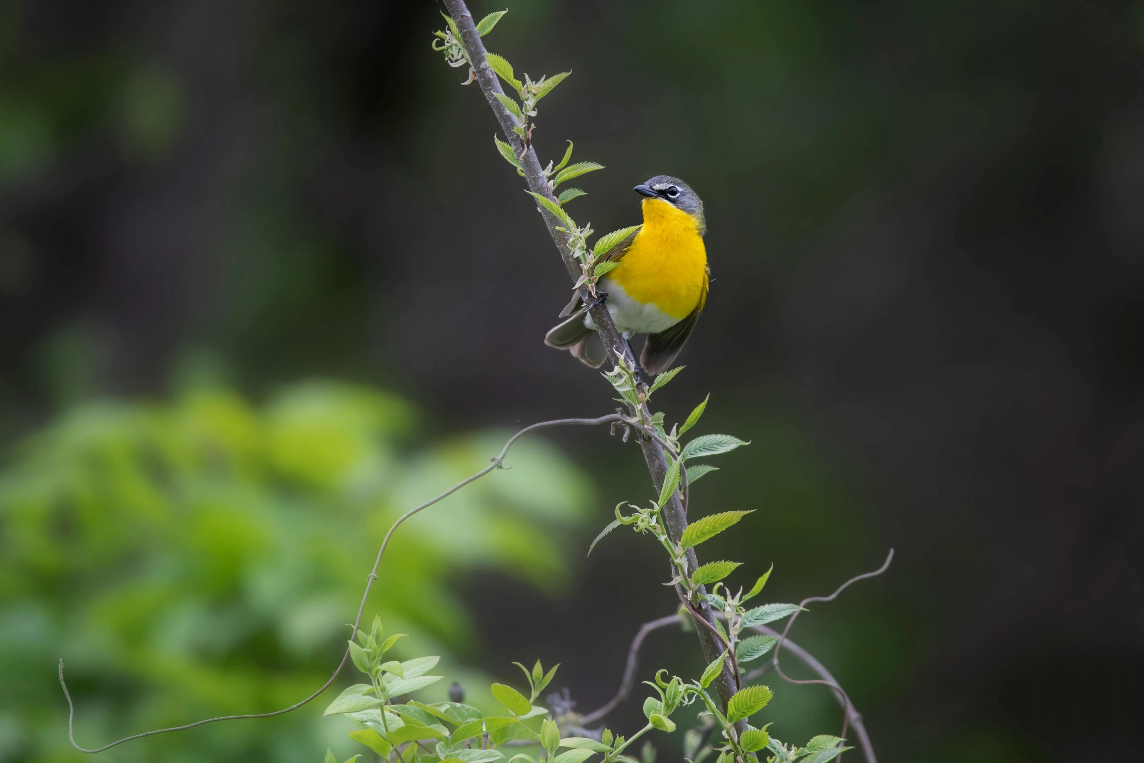 the small bird is perched on the tree limb