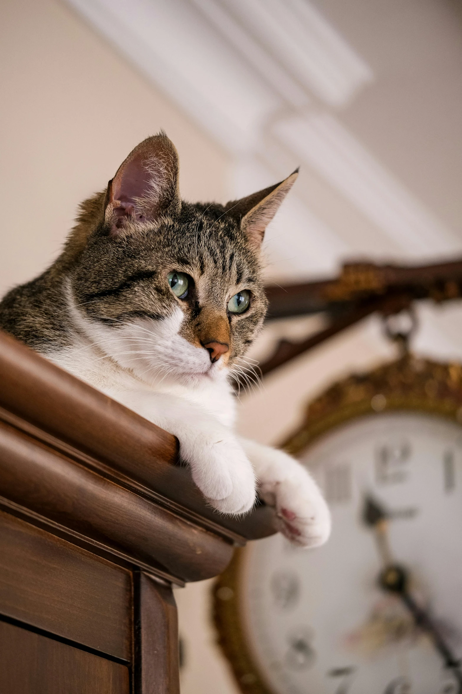 a cat that is laying down on a clock