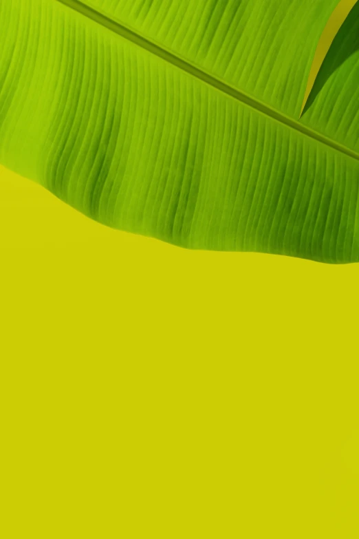 green banana leaf against yellow background with space