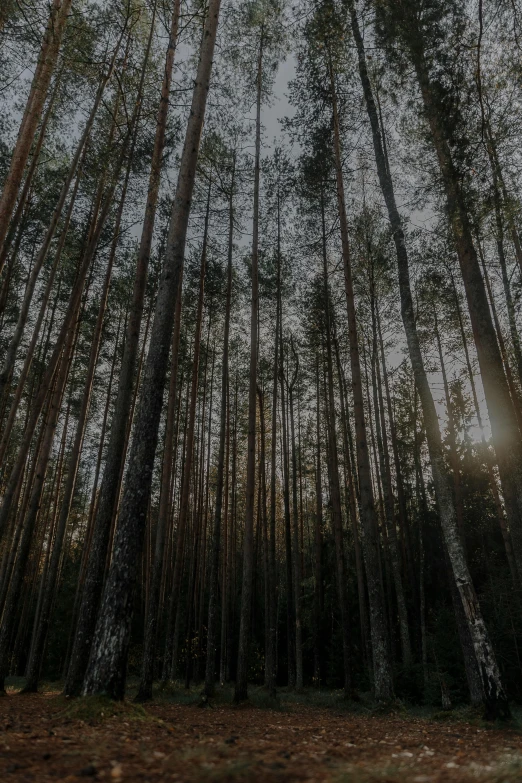 the sun shining through some tall, green trees