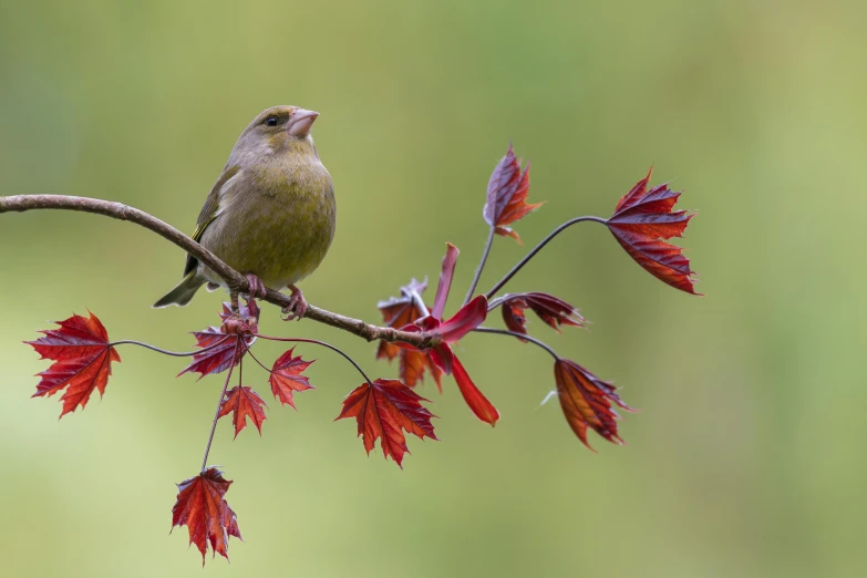 a small bird perched on a nch with leaves