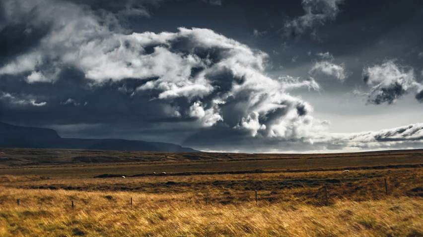 a field with several cows and some clouds