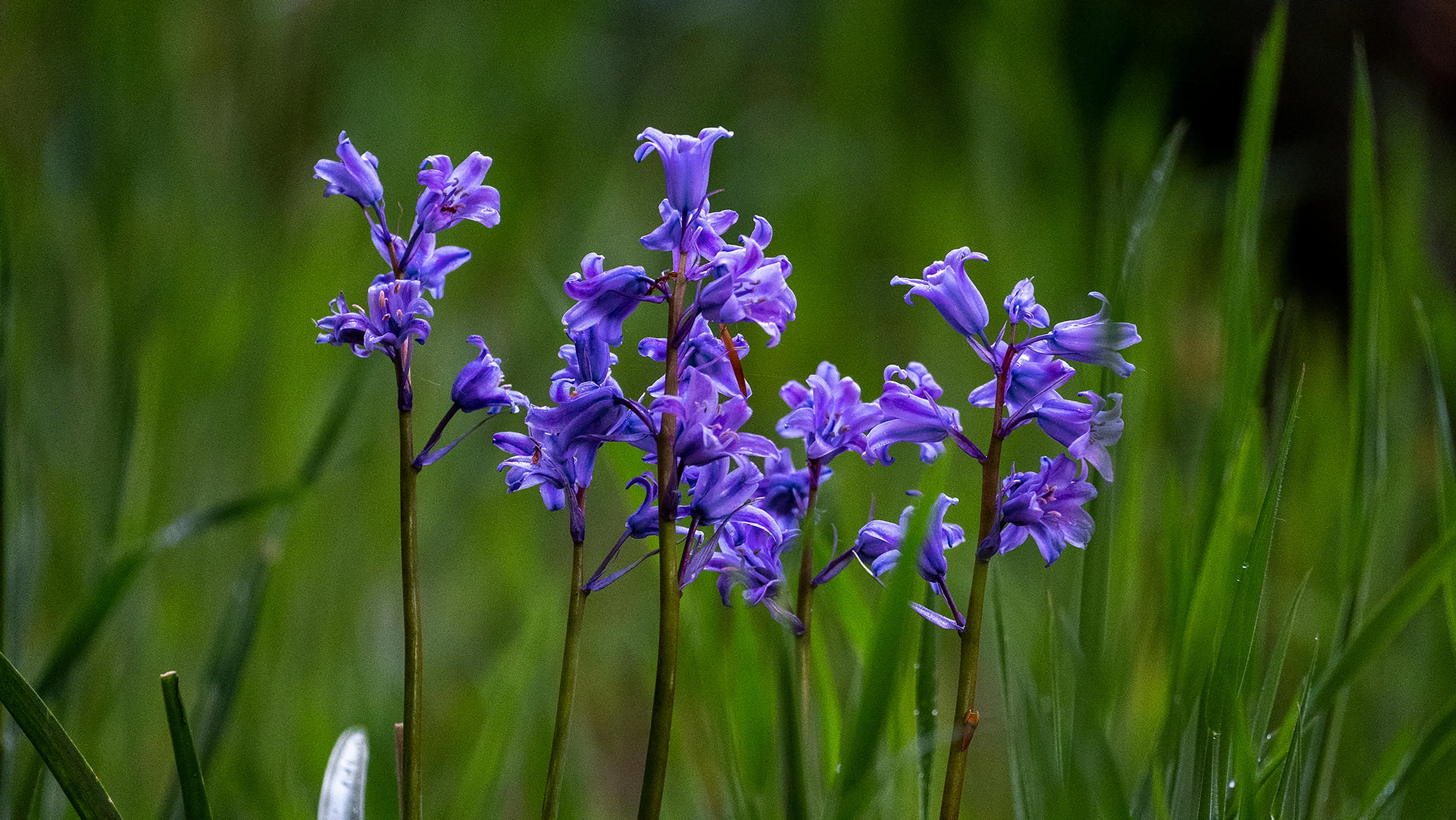 purple flowers in tall green grass with rain drops