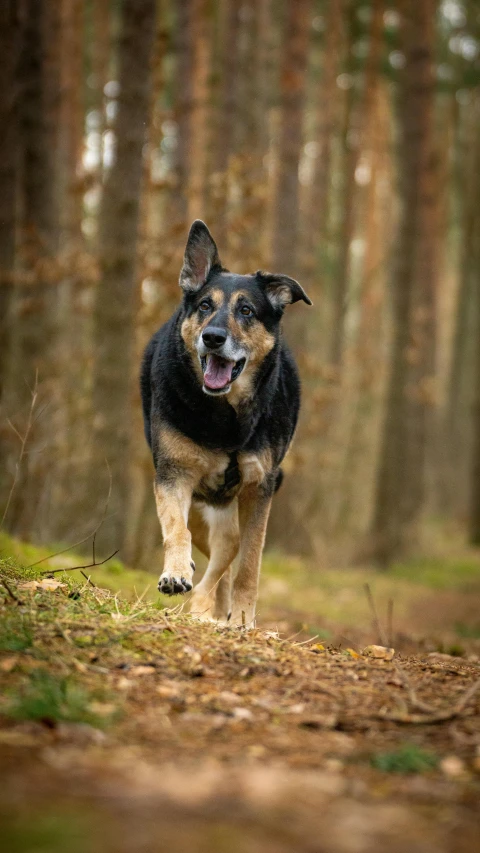 a dog walking through the forest on a walk way