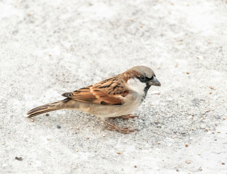 small brown bird with white patches sitting on the snow