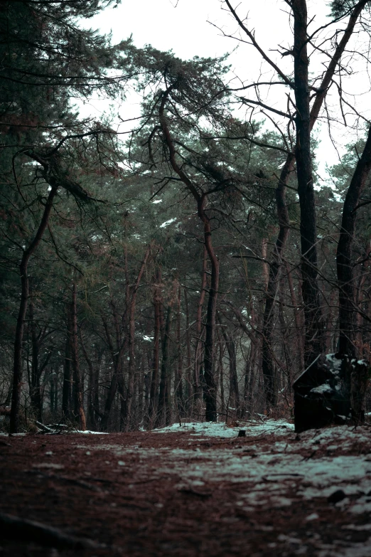 snow covers the ground in a pine forest