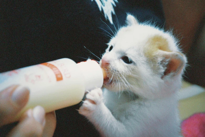 a white ferret drinks from a milk bottle