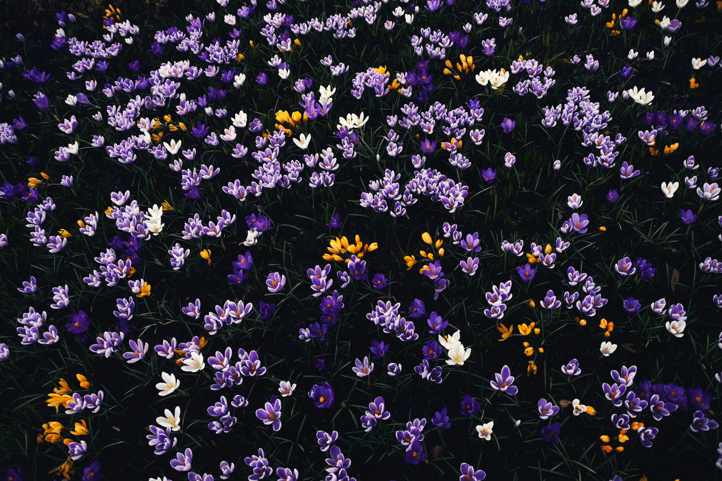 purple, yellow, and white flowers in the night sky