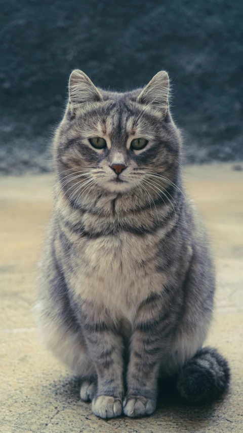 there is a large cat sitting down on the street