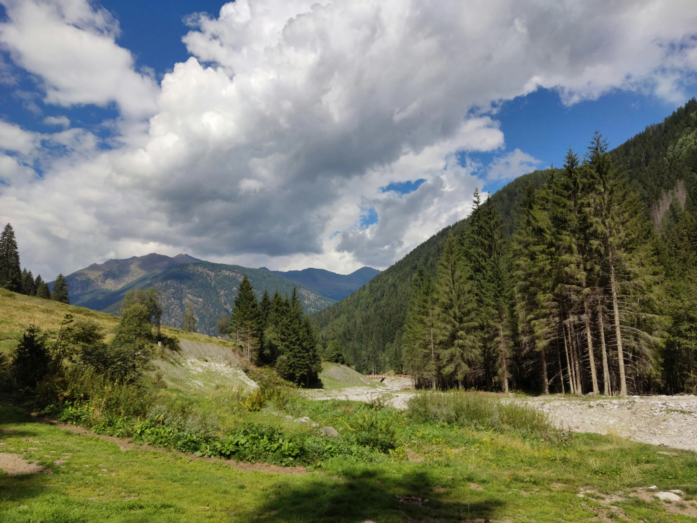 a road through a forest with mountains in the background