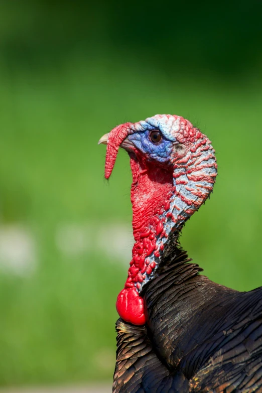 closeup of the head and chest of a black, red and white turkey