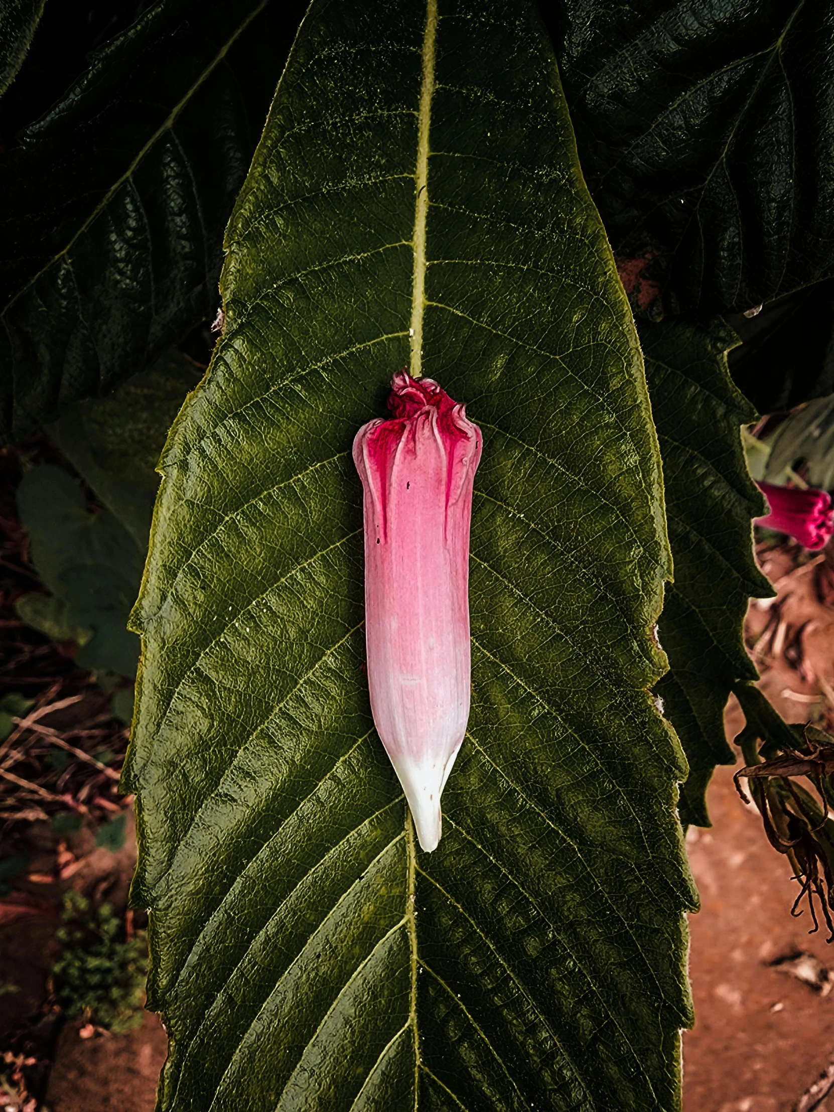 there is a large pink flower that has been blooming